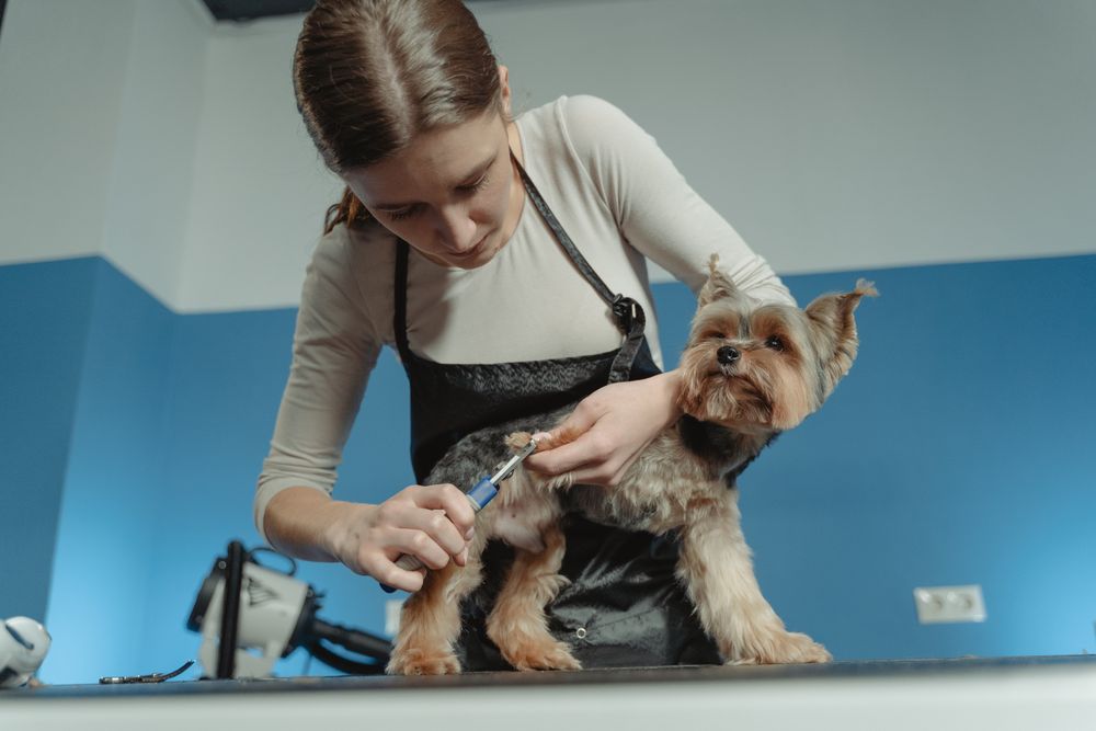 Pet Grooming