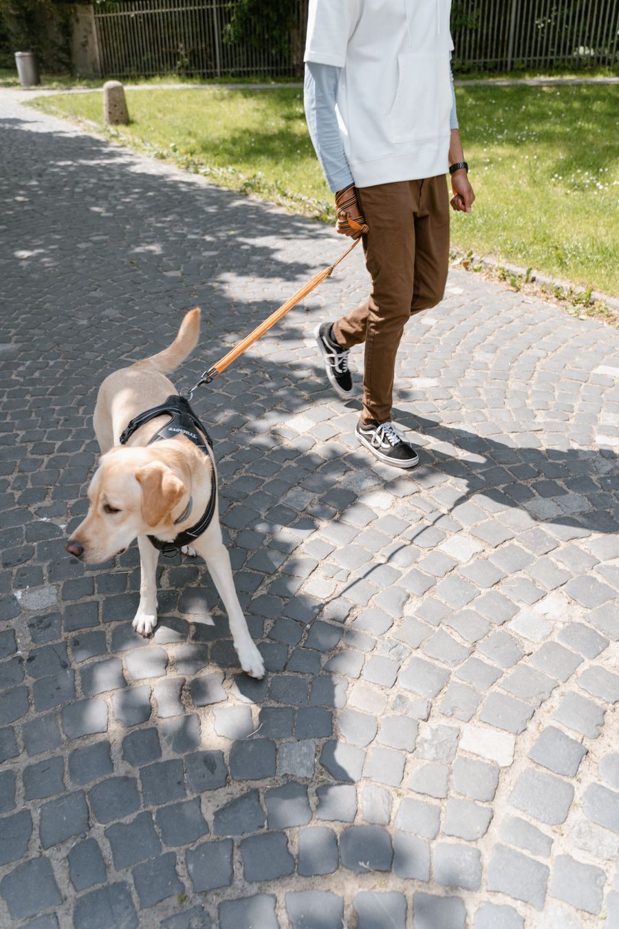 Pet Sitting & Dog Walking